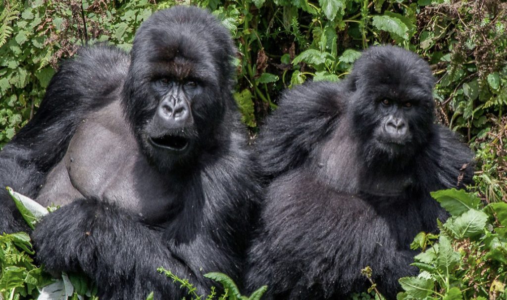 Bwindi Impenetrable National Park