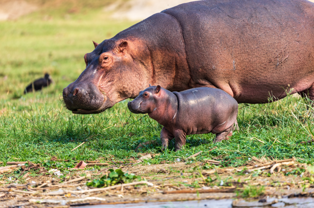 Queen Elizabeth National Park