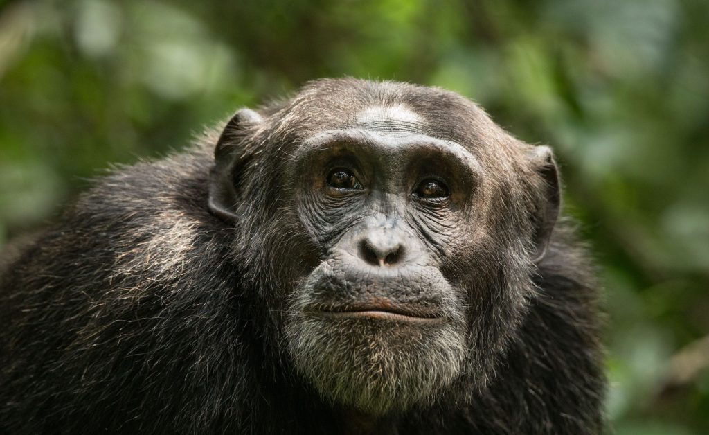 Mount Elgon National Park