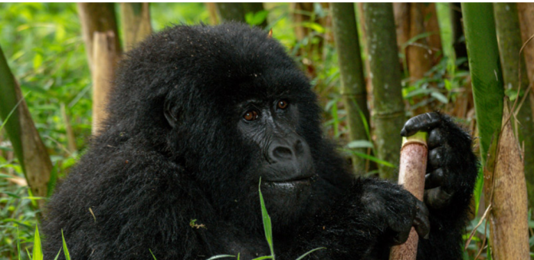 Mgahinga Gorilla National Park