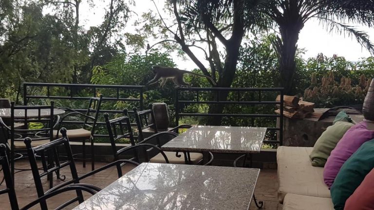 Kampala Forest Resort