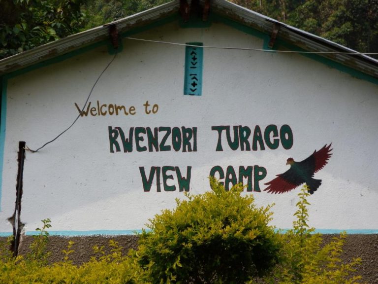 Rwenzori Turaco View Campsite