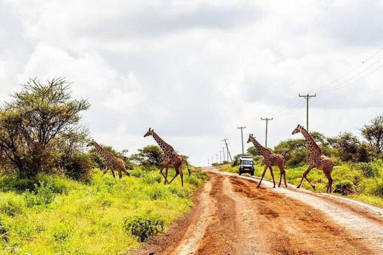 Kenya Safari Adventure 5Days/4Nights