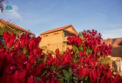 Nile Front Cottages 4